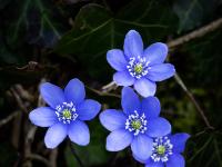 Leberblümchen Gruppe